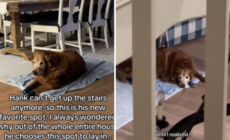 Woman Wonders Why Senior Dog Lies in One Spot—Then Has Tearful Realization
