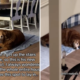 Woman Wonders Why Senior Dog Lies in One Spot—Then Has Tearful Realization