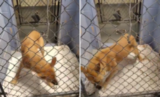 Video of Shelter Dog Pacing Goes Viral As Staff Say: ‘Nothing Comforts Her’