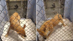 Video of Shelter Dog Pacing Goes Viral As Staff Say: ‘Nothing Comforts Her’