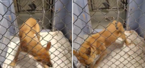 Video of Shelter Dog Pacing Goes Viral As Staff Say: ‘Nothing Comforts Her’