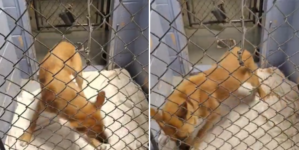 Video of Shelter Dog Pacing Goes Viral As Staff Say: ‘Nothing Comforts Her’