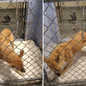 Video of Shelter Dog Pacing Goes Viral As Staff Say: ‘Nothing Comforts Her’