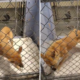 Video of Shelter Dog Pacing Goes Viral As Staff Say: ‘Nothing Comforts Her’