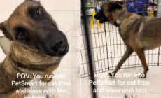 Woman Goes to PetSmart for Cat Litter, Then She Sees a Rescue Dog
