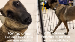 Woman Goes to PetSmart for Cat Litter, Then She Sees a Rescue Dog