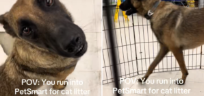 Woman Goes to PetSmart for Cat Litter, Then She Sees a Rescue Dog