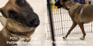 Woman Goes to PetSmart for Cat Litter, Then She Sees a Rescue Dog