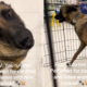 Woman Goes to PetSmart for Cat Litter, Then She Sees a Rescue Dog