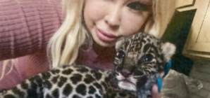 Exotic animal dealer who sold jaguar cub in SoCal gets probation