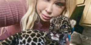 Exotic animal dealer who sold jaguar cub in SoCal gets probation