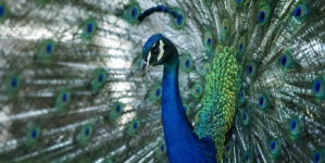 Beloved peacocks reported stolen from historic California hotel