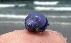 Rare purple sea snail washed ashore on Southern California beach