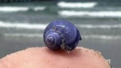 Rare purple sea snail washed ashore on Southern California beach