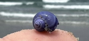Rare purple sea snail washed ashore on Southern California beach