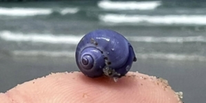 Rare purple sea snail washed ashore on Southern California beach