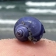 Rare purple sea snail washed ashore on Southern California beach