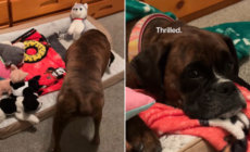 Boy, 8, Prepares ‘Summer Sleepover’ With Dog, No One Prepared for His Setup