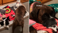 Boy, 8, Prepares ‘Summer Sleepover’ With Dog, No One Prepared for His Setup