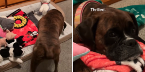 Boy, 8, Prepares ‘Summer Sleepover’ With Dog, No One Prepared for His Setup