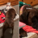 Boy, 8, Prepares ‘Summer Sleepover’ With Dog, No One Prepared for His Setup