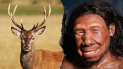 Neanderthals ran ‘fat factory’ 125,000 years ago, study finds