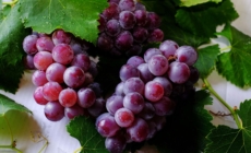 New Hope for a Reversal Amid Declining Wine Production