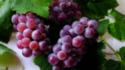 New Hope for a Reversal Amid Declining Wine Production