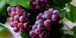 New Hope for a Reversal Amid Declining Wine Production
