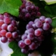 New Hope for a Reversal Amid Declining Wine Production