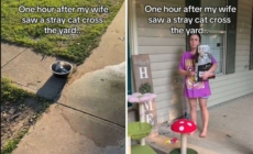 Woman Sees Stray Cat in Yard, Husband Discovers Her Elaborate Safety Plan