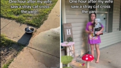 Woman Sees Stray Cat in Yard, Husband Discovers Her Elaborate Safety Plan