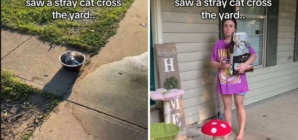Woman Sees Stray Cat in Yard, Husband Discovers Her Elaborate Safety Plan
