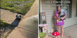 Woman Sees Stray Cat in Yard, Husband Discovers Her Elaborate Safety Plan