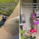 Woman Sees Stray Cat in Yard, Husband Discovers Her Elaborate Safety Plan