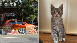 Kitten Gets Trapped Under Woman’s Car, No One Prepared To Give Up Hope