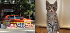 Kitten Gets Trapped Under Woman’s Car, No One Prepared To Give Up Hope