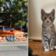 Kitten Gets Trapped Under Woman’s Car, No One Prepared To Give Up Hope