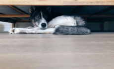 Rescue Dog ‘Too Scared’ To Come out of Kennel, Then Owners Turn On Pet Cam