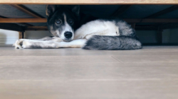 Rescue Dog ‘Too Scared’ To Come out of Kennel, Then Owners Turn On Pet Cam
