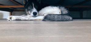 Rescue Dog ‘Too Scared’ To Come out of Kennel, Then Owners Turn On Pet Cam