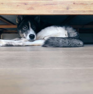 Rescue Dog ‘Too Scared’ To Come out of Kennel, Then Owners Turn On Pet Cam