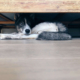 Rescue Dog ‘Too Scared’ To Come out of Kennel, Then Owners Turn On Pet Cam