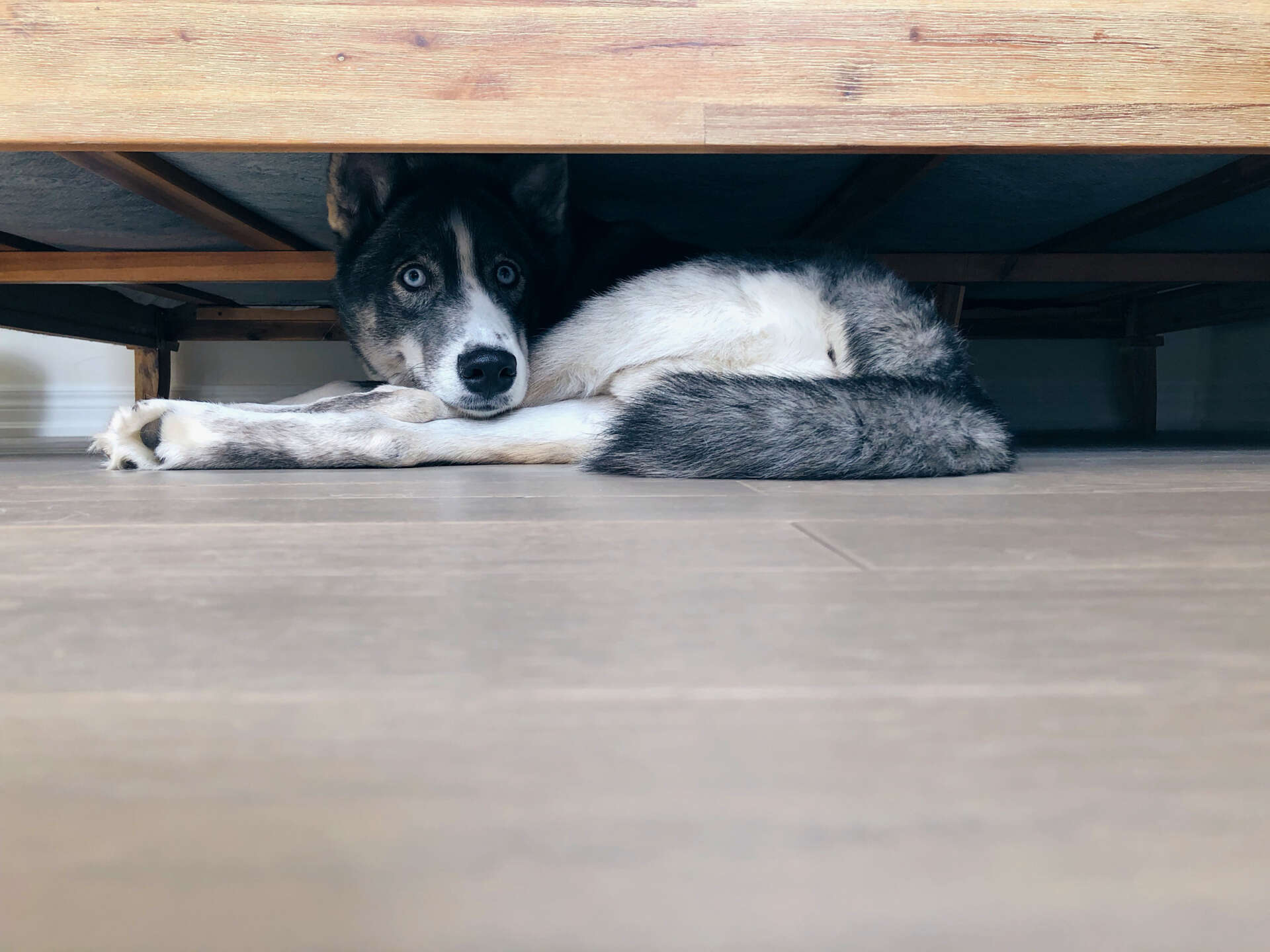 Rescue Dog ‘Too Scared’ To Come out of Kennel, Then Owners Turn On Pet Cam