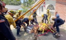 Watch: SoCal firefighters save the life of Eli, a colicky mule