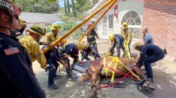 Watch: SoCal firefighters save the life of Eli, a colicky mule