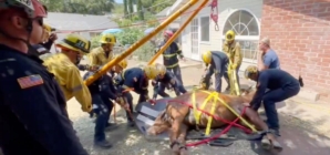 Watch: SoCal firefighters save the life of Eli, a colicky mule