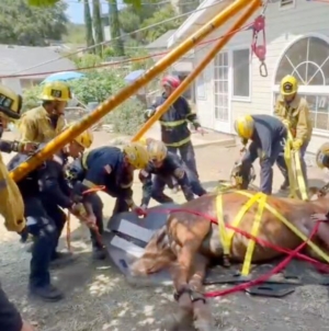 Watch: SoCal firefighters save the life of Eli, a colicky mule