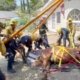 Watch: SoCal firefighters save the life of Eli, a colicky mule