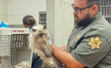 134 cats found crammed into a U-Haul van outside California Taco Bell